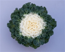 Kale Bright & Early White
