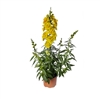 Antirrhinum Sweet Duet Bright Yellow