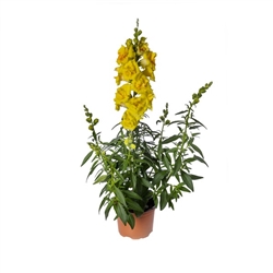 Antirrhinum Sweet Duet Bright Yellow