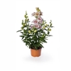 Antirrhinum Sweet Duet Lavender Speckle