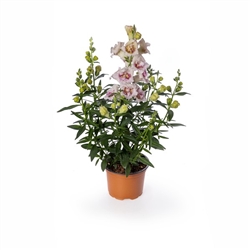 Antirrhinum Sweet Duet Lavender Speckle