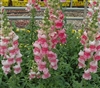 Antirrhinum Avignon II Appleblossom