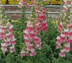 Antirrhinum Avignon II Appleblossom