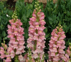 Antirrhinum Avignon II Salmon Pink