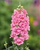 Antirrhinum DoubleShot Hot Pink