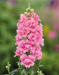 Antirrhinum DoubleShot Hot Pink