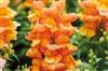 Antirrhinum Snappy Copper