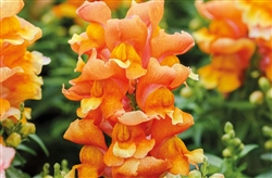 Antirrhinum Snappy Copper