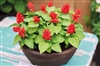 Salvia Reddy Red - Lime Leaf