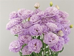 Lisianthus Grace 1 Lavender Pellets
