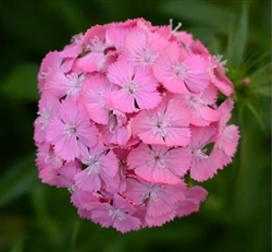Swt William Sweet Dp Pink Pellets