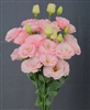 Lisianthus Jasny 3 Light Pink Pellets