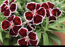 Dianthus Diana Crimson Bicolour
