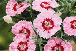 Dianthus Diana Radiant Scarlet