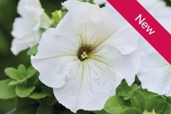 Petunia Limbo Silvery Moon Pellets