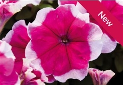 Petunia Mambo Rose Picotee Pellets