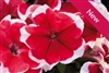 Petunia Mambo Red Picotee Pellets