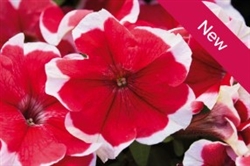 Petunia Mambo Red Picotee Pellets
