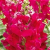 Antirrhinum Liberty Scarlet