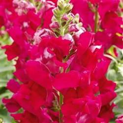 Antirrhinum Liberty Scarlet