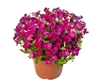 Aubrieta Audrey Red