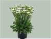 Statice Hipster White