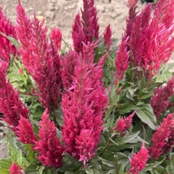 Celosia Bright Sparks Pink