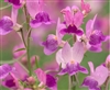 Linaria Fantasy Pink