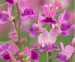 Linaria Fantasy Pink