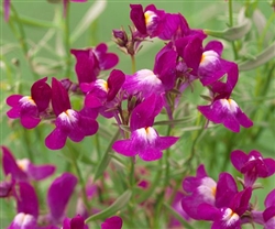 Linaria Fantasy Rose