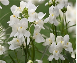 Linaria Fantasy White