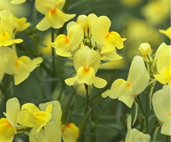 Linaria Fantasy Yellow