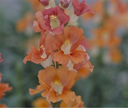 Antirrhinum Chantilly Lt Salmon