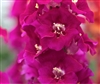 Antirrhinum Chantilly Purple