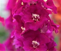 Antirrhinum Chantilly Purple