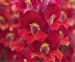 Antirrhinum Chantilly Velvet