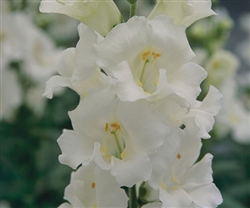 Antirrhinum Chantilly White