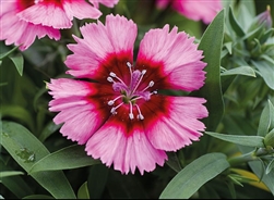 Dianthus Divinity Crimson Picotee