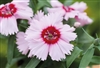 Dianthus Divinity Purple Ctrd White