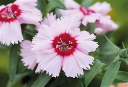 Dianthus Divinity Purple Ctrd White
