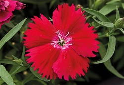 Dianthus Divinity Red