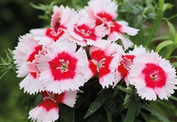Dianthus Divinity Red Ctrd White