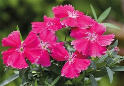 Dianthus Divinity Rose