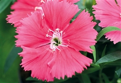 Dianthus Divinity Salmon