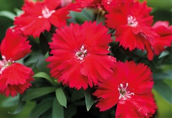 Dianthus Divinity Scarlet