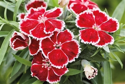 Dianthus Divinity Scarlet Bicolour