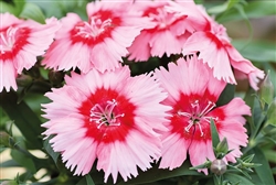Dianthus Divinity Scarlet Picotee
