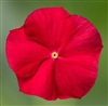Vinca Cora XDR Red Glow