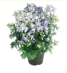 Delphinium Summer Blues