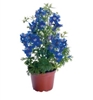 Delphinium Summer Cloud